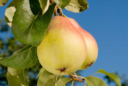pears on a branchの写真素材