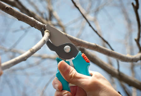  cutting tree with a pruning shearsの写真素材