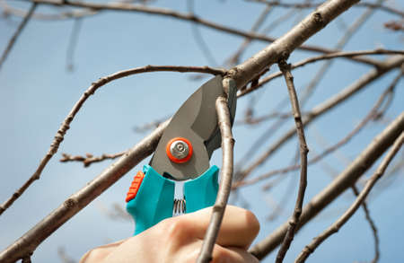  cutting tree with a pruning shearsの写真素材