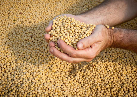  Soybean Harvestの写真素材