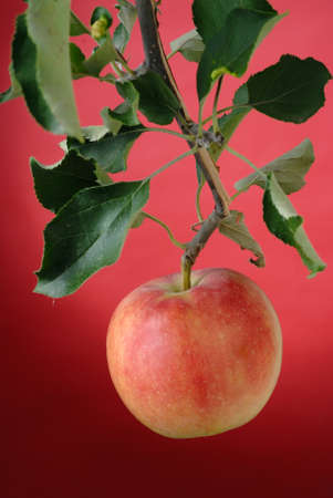 apple on branch