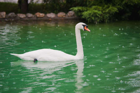 white swan on a lakeの写真素材