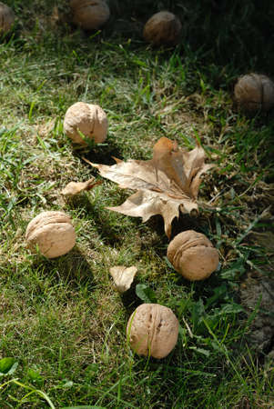 fallen walnuts  from the tree in autumn grassの写真素材