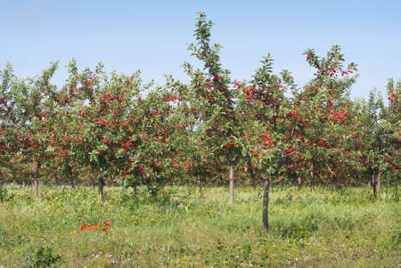 cherry  orchardの写真素材