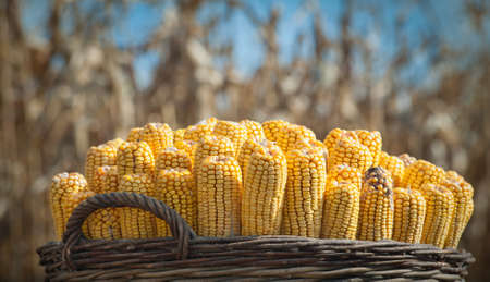 harvest cornの写真素材