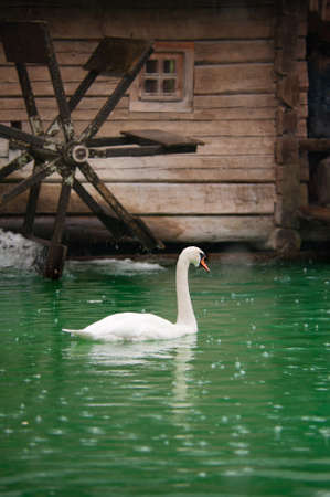 swan on the river next to the watermillの写真素材