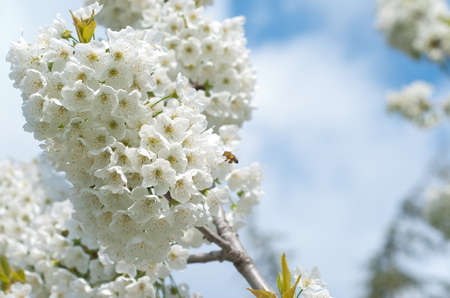 bees pollination cherry blossom