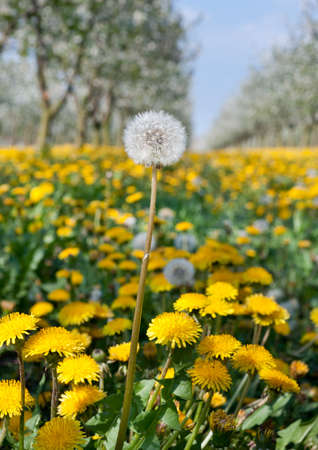 Blossoming yellow dandelion  in springの写真素材