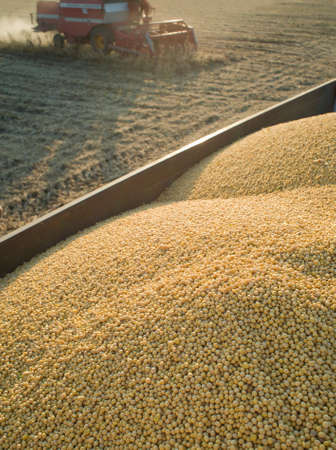  Soybean Harvestの写真素材