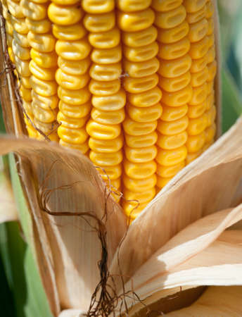  Corn field at harvest time