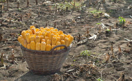 harvest cornの写真素材