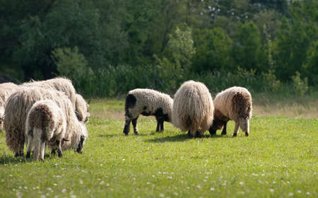 A sheep in a pasture of green grassの写真素材