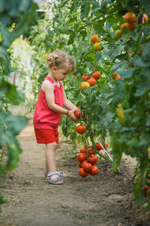 girls picked tomatoesの写真素材