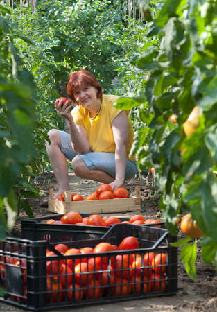 Woman picking fresh tomatoes in greenhouseの写真素材