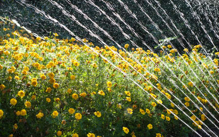 watering flowers in the gardenの写真素材
