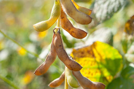 soybean shell in the soybean field 
