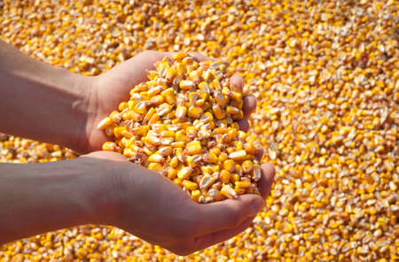 Human hands pouring grain corn after harvest