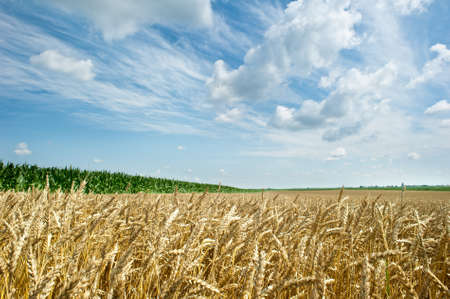 close up of wheat fieldの写真素材