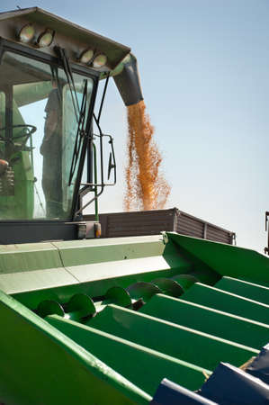 Loading of grain of corn in the  tractor trailer