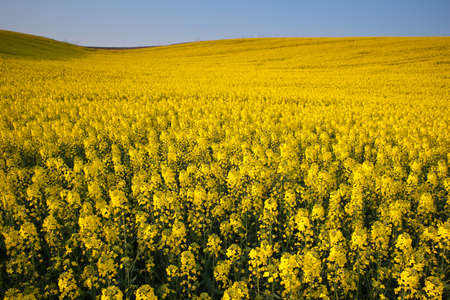 Yellow field rapeseed in bloom 