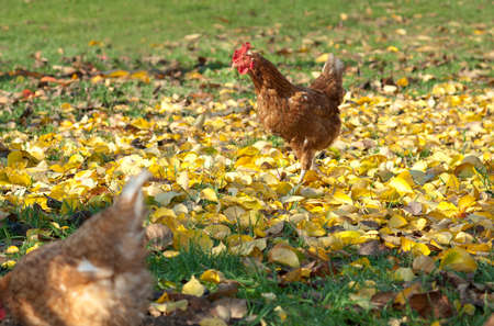 Hen outside in the meadow at autumnの写真素材