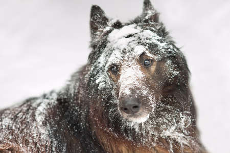 Belgian Malinois is playing in the snowの写真素材