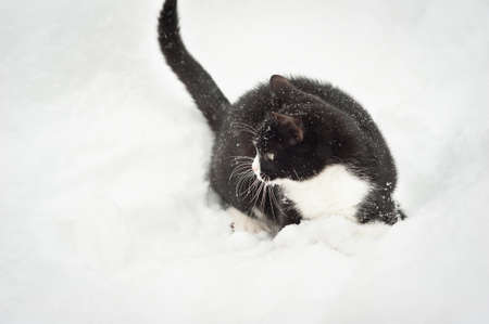 Black and white cat walking in the snow.の写真素材