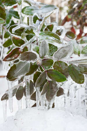  frozen leaves
