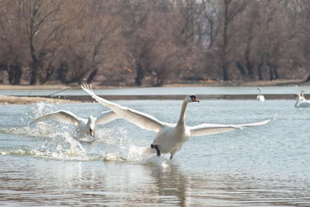 Swans fly over the lake の写真素材