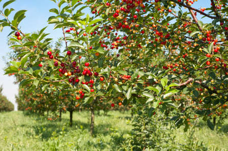 Ripening cherries on orchard trees 