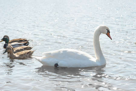 swans and wild ducks floating on the water の写真素材