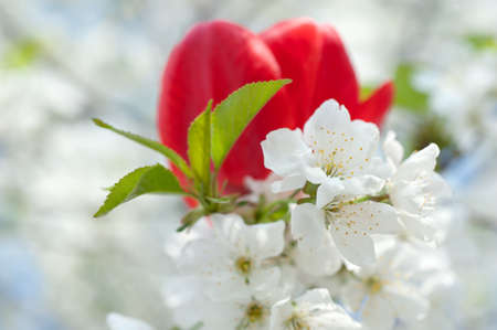 cherry and tulips in full bloom in spring