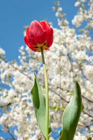 cherry and tulips in full bloom in springの写真素材