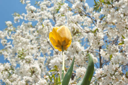 cherry and tulips in full bloom in spring