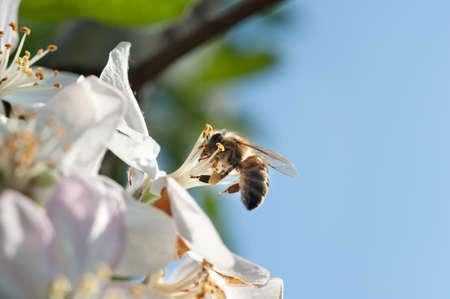 bees in the apple blossom in spring