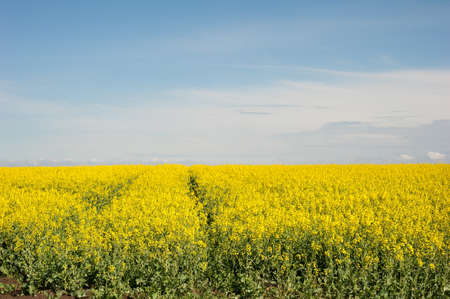 Yellow field rapeseed in bloom 