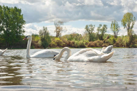 white swans floating on the waterの写真素材