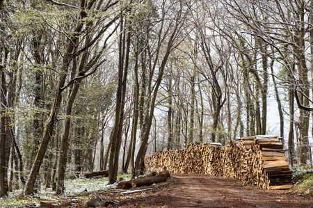 pile of firewood in the forestの写真素材