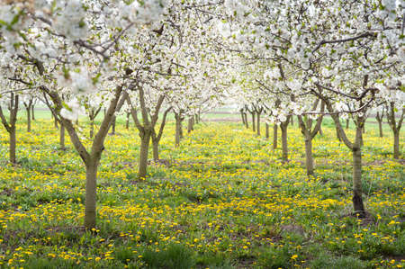 Blossoming apple orchard  in springの写真素材