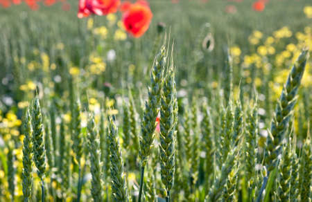 poppies and young wheat field