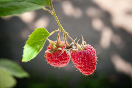 Ripe raspberry in the garden の写真素材