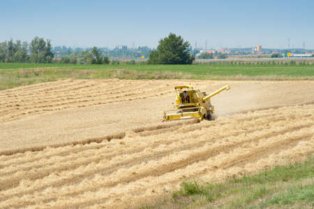 A combine harvester working in a wheat field