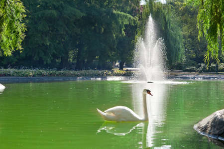 white swans  floating on the waterの写真素材