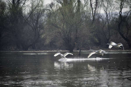 Swans fly over the lake 