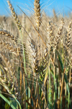 ripe wheat growing in fieldの写真素材