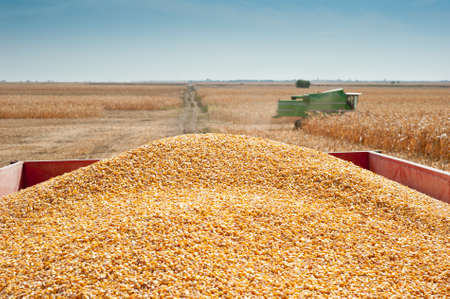 grain corn closeup on field