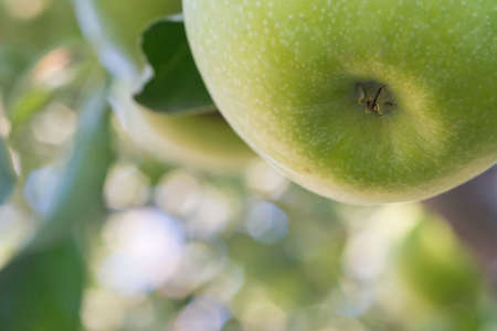 Apple of green on branch