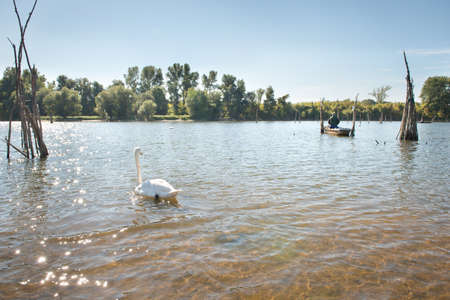 Lonely angler in a boat accompanied by swansの写真素材