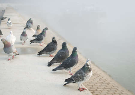  pigeons in river harbor with shipの写真素材