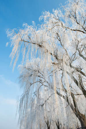 Weeping willow in winterの写真素材